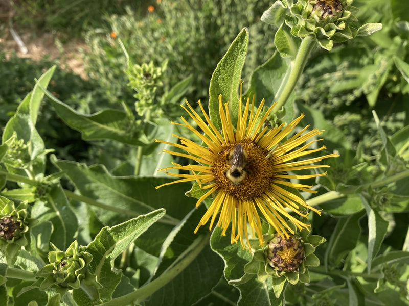 Elecampane Root Certified OG