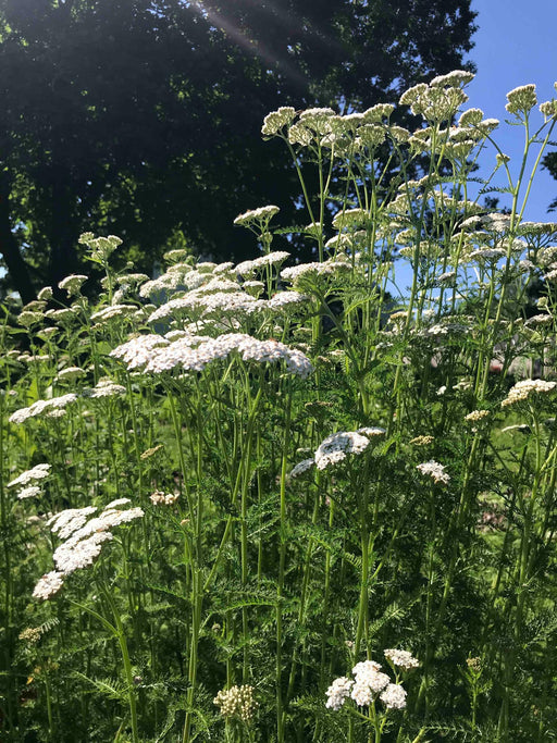 Yarrow in Field