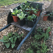 Yarrow in wheelbarrow