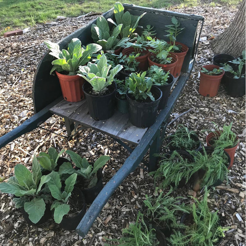 Yarrow in wheelbarrow