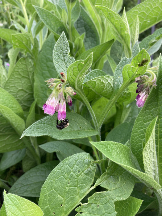 Comfrey Leaf Certified OG